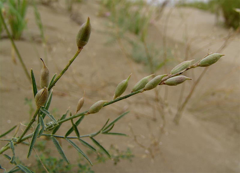 Image of Astragalus varius specimen.