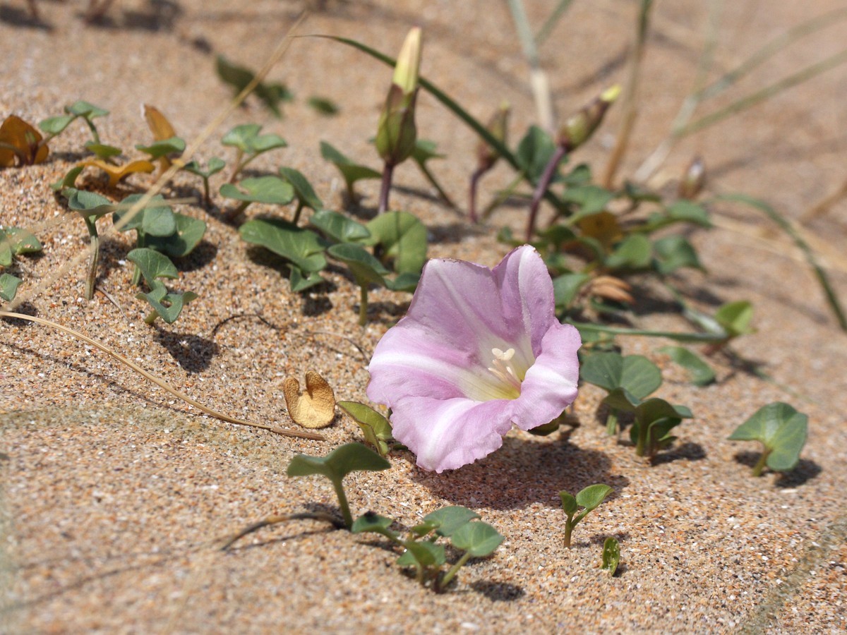 Изображение особи Calystegia soldanella.