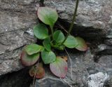 Micranthes melaleuca