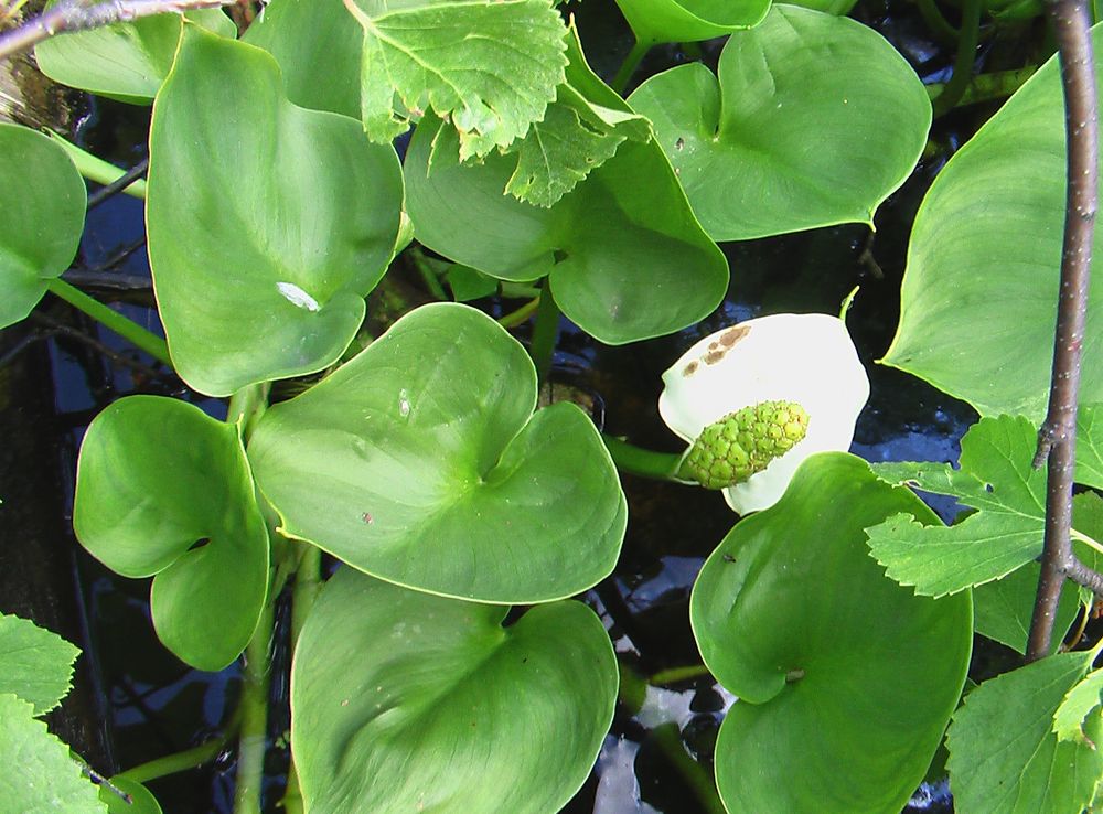 Image of Calla palustris specimen.