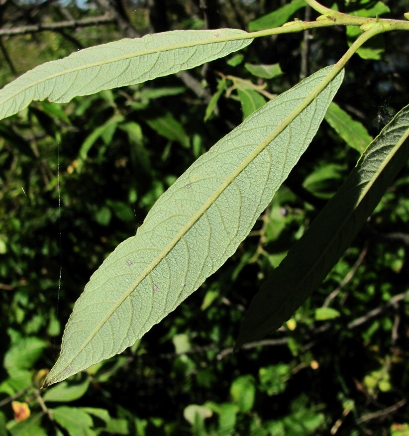 Image of Salix cinerea specimen.