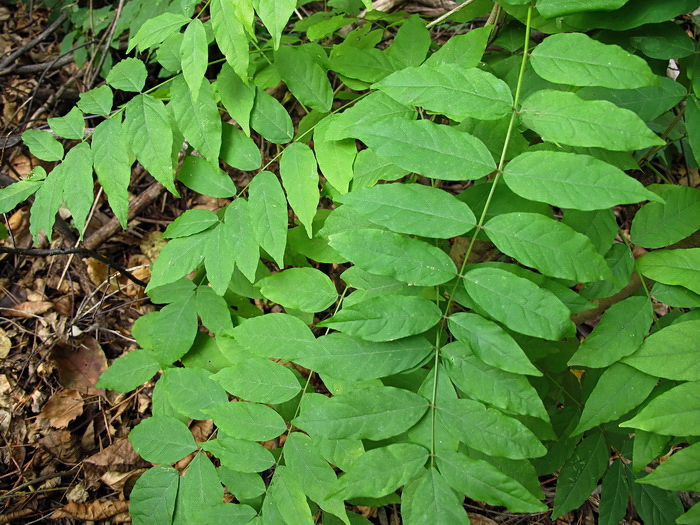 Image of Wisteria floribunda specimen.