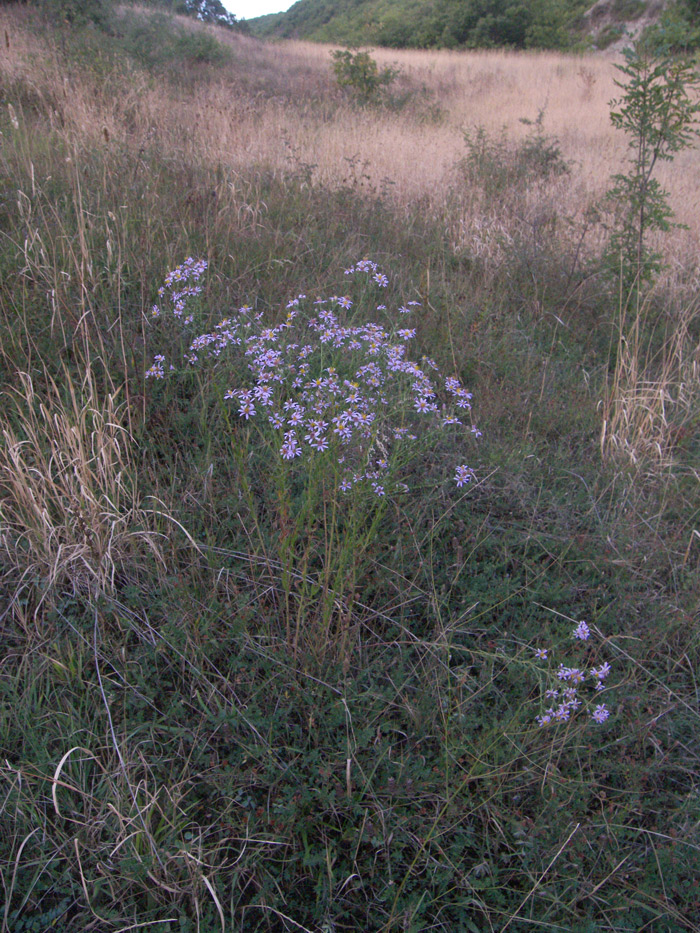 Image of Galatella pastuchovii specimen.