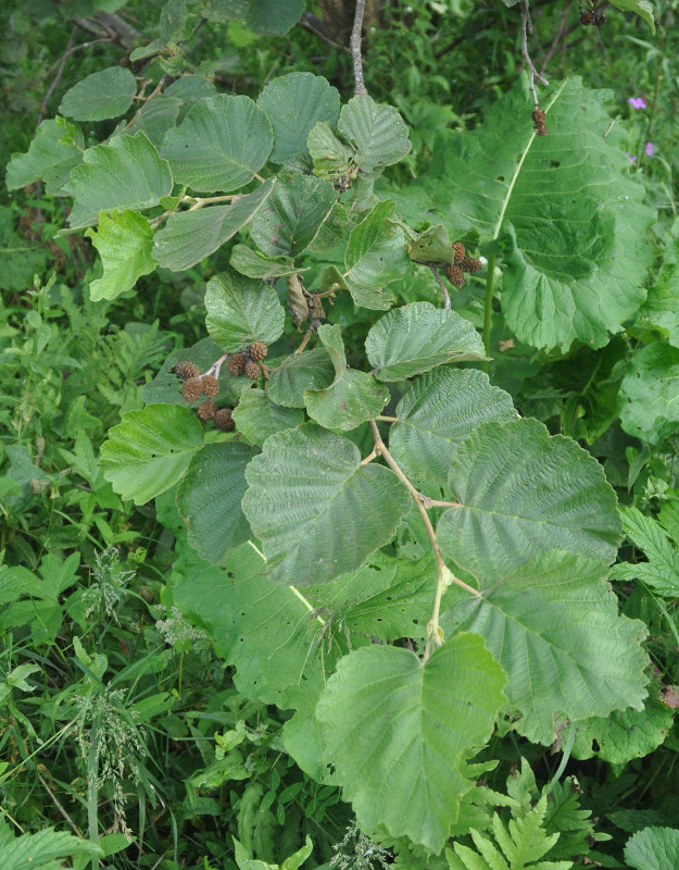 Image of Alnus hirsuta specimen.