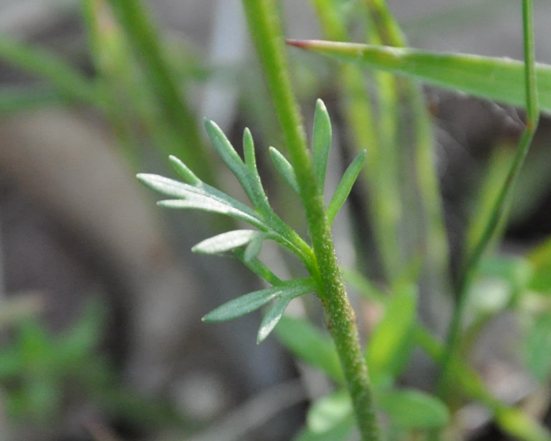 Image of Ranunculus millefoliatus specimen.