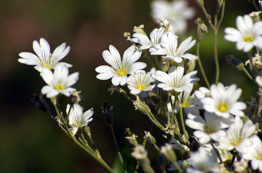 Image of Cerastium arvense specimen.