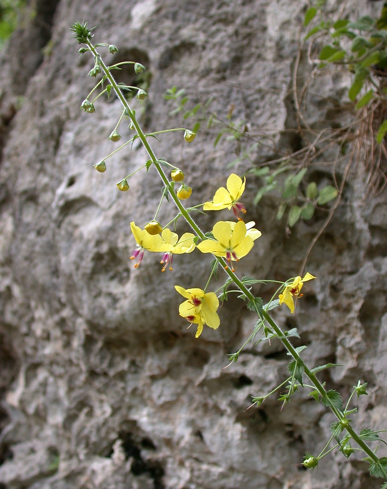 Image of Verbascum levanticum specimen.