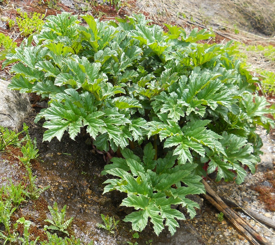 Изображение особи род Heracleum.