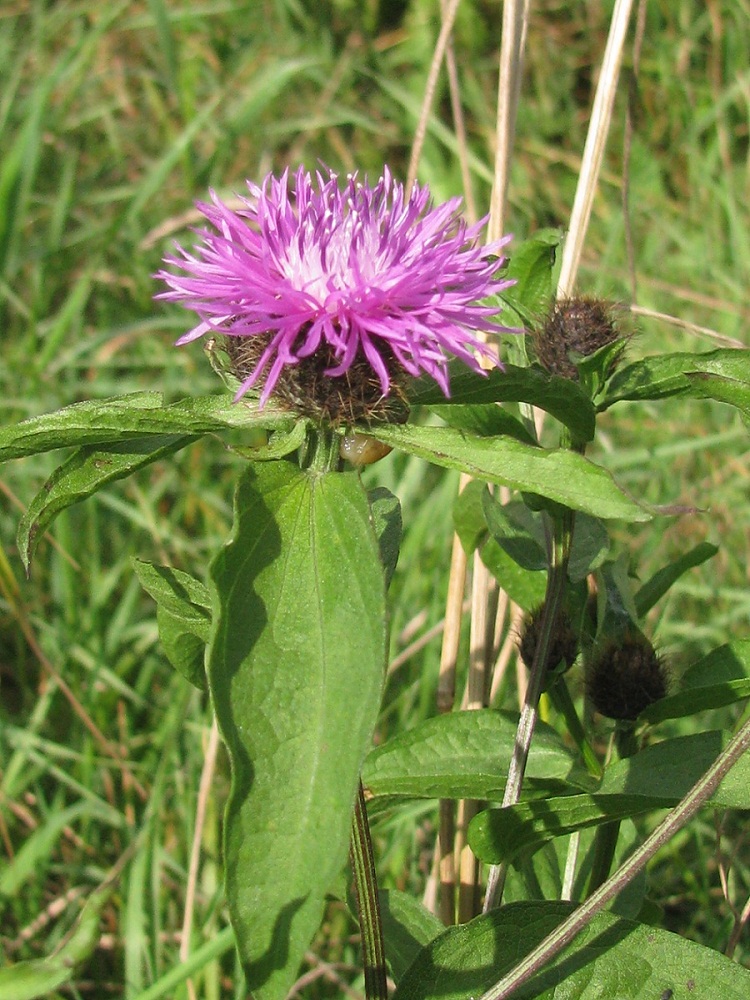 Изображение особи Centaurea carpatica.