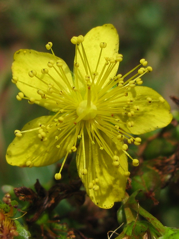 Image of Hypericum maculatum specimen.