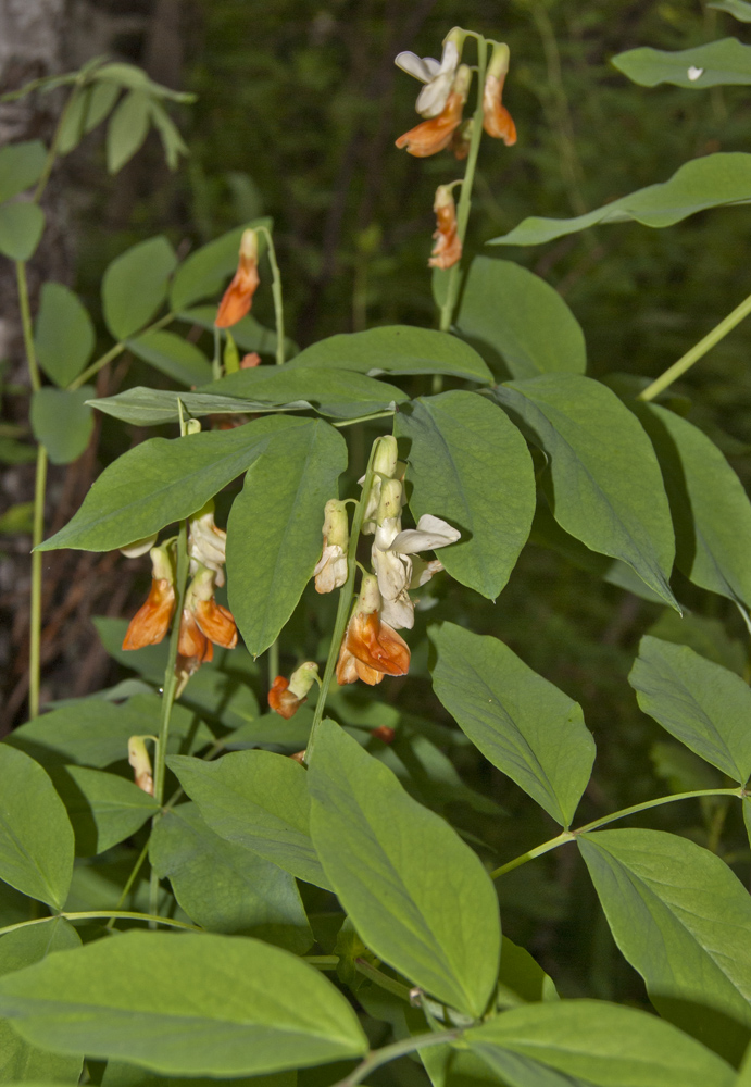 Image of Lathyrus gmelinii specimen.