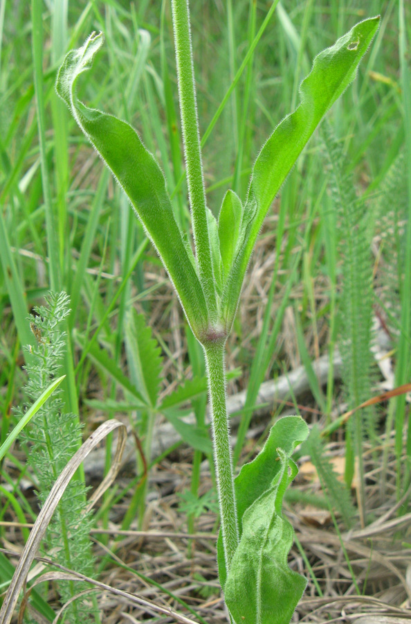 Изображение особи Silene italica.