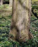 Tilia platyphyllos. Нижняя часть ствола взрослого дерева. Германия, г. Krefeld, Ботанический сад. 20.04.2013.