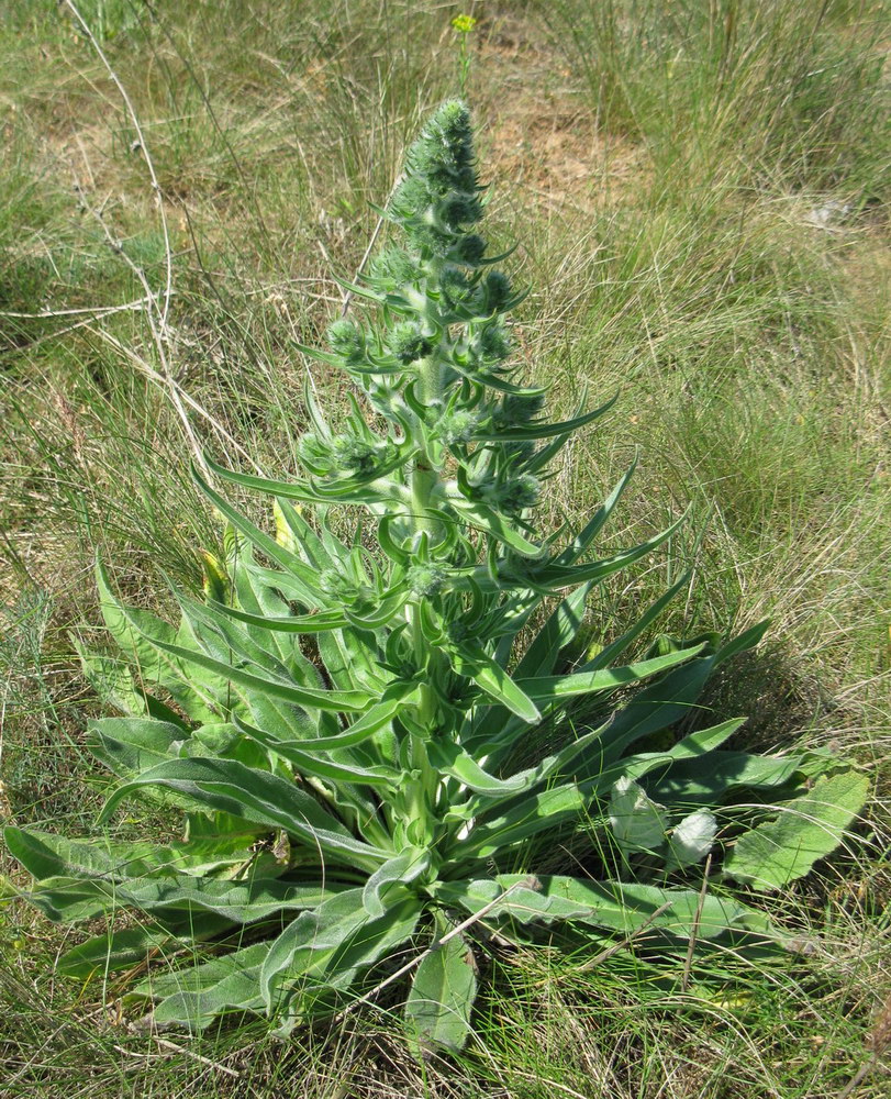 Image of Echium biebersteinii specimen.