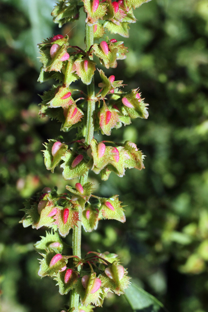 Image of genus Rumex specimen.