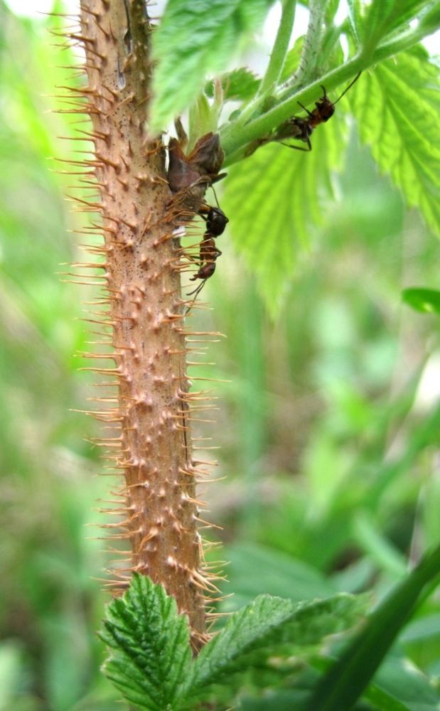 Изображение особи Rubus idaeus.