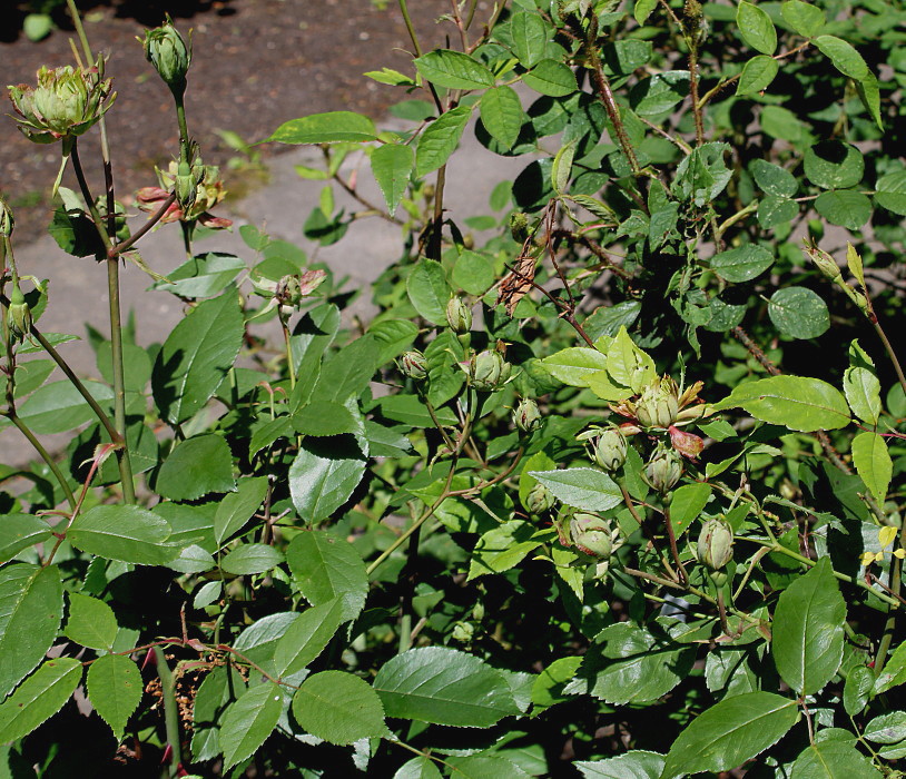 Изображение особи Rosa chinensis.