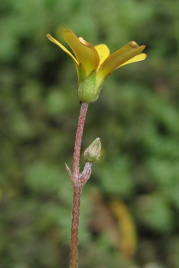 Image of Oxalis corniculata specimen.