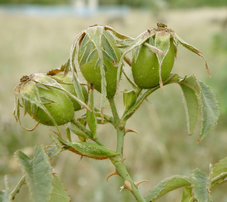 Image of Rosa corymbifera var. tomentosa specimen.