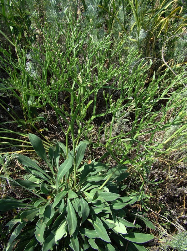 Image of Goniolimon tataricum specimen.