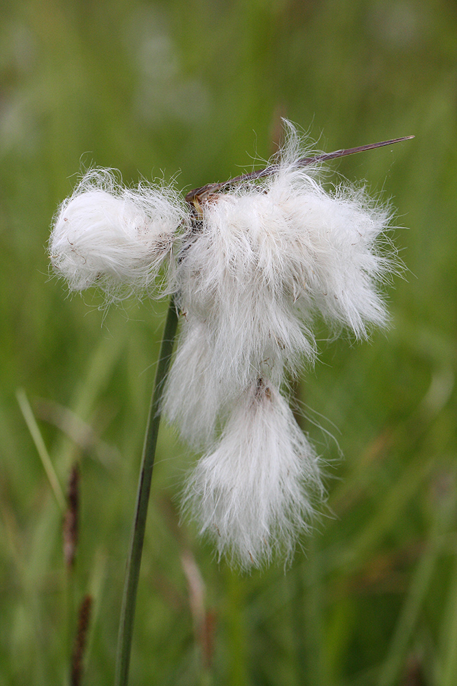 Image of Eriophorum angustifolium specimen.