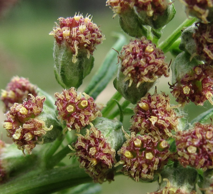 Image of Artemisia vulgaris specimen.