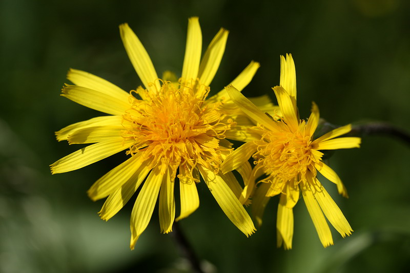 Image of Scorzonera humilis specimen.