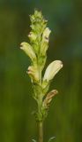 Pedicularis sceptrum-carolinum