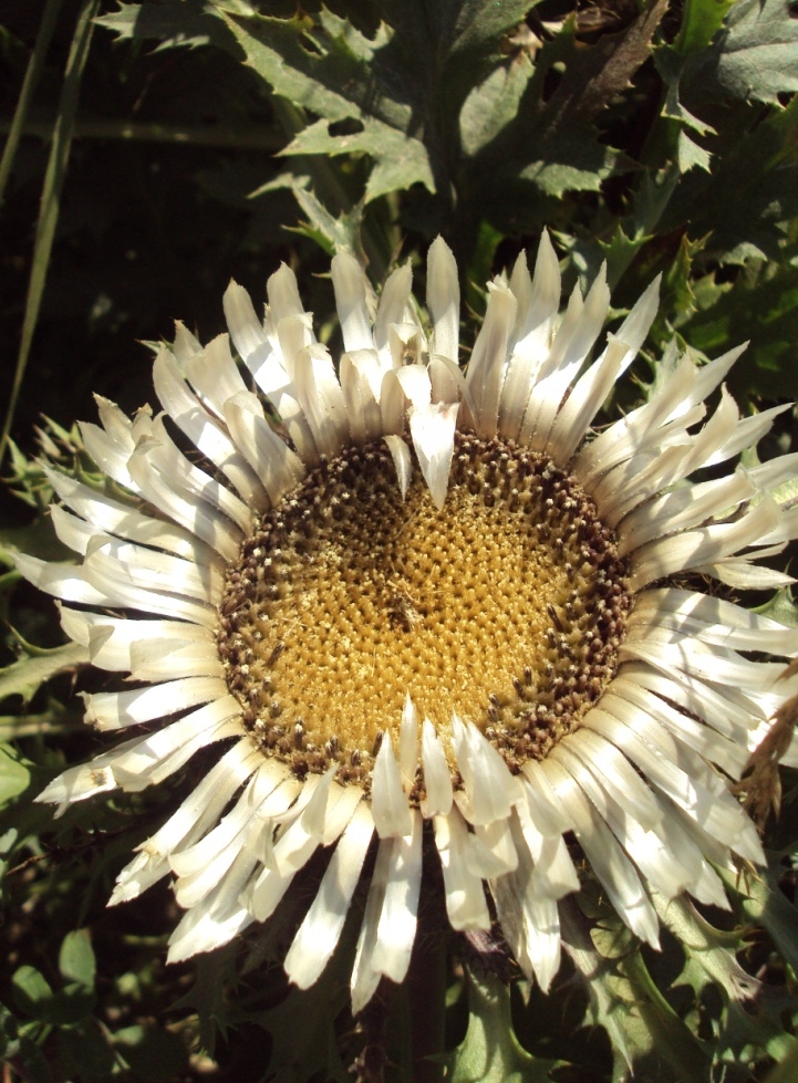 Изображение особи Carlina acaulis.