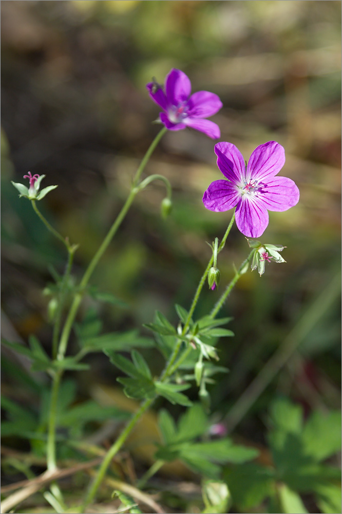 Image of Geranium palustre specimen.