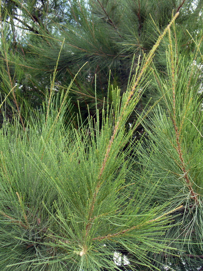 Image of Casuarina equisetifolia specimen.