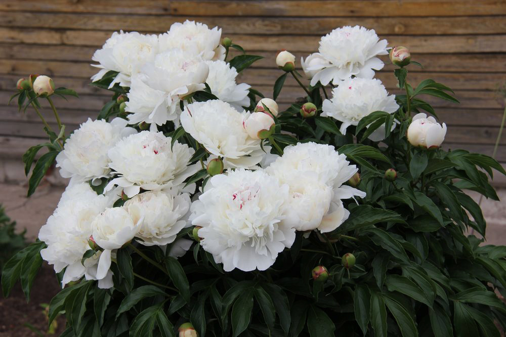 Image of Paeonia lactiflora specimen.