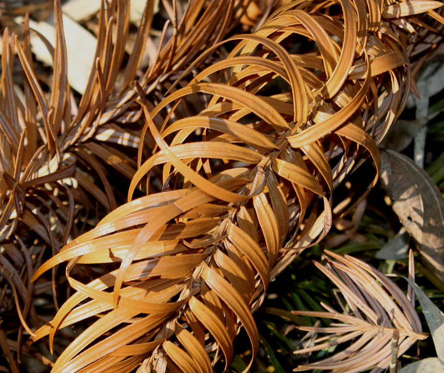 Image of Cunninghamia lanceolata specimen.