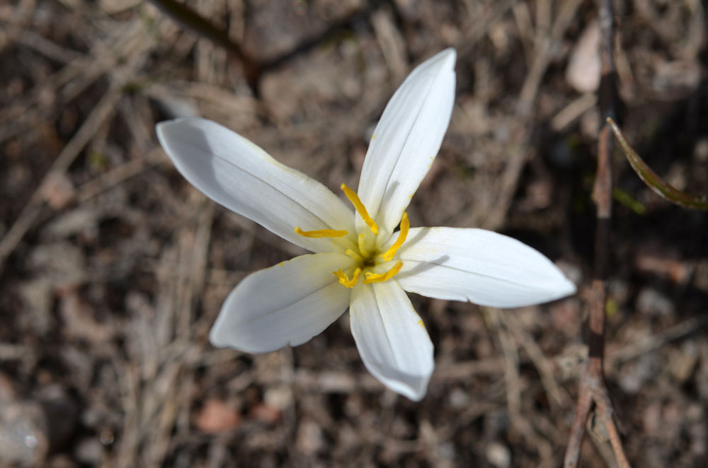 Изображение особи Colchicum kesselringii.