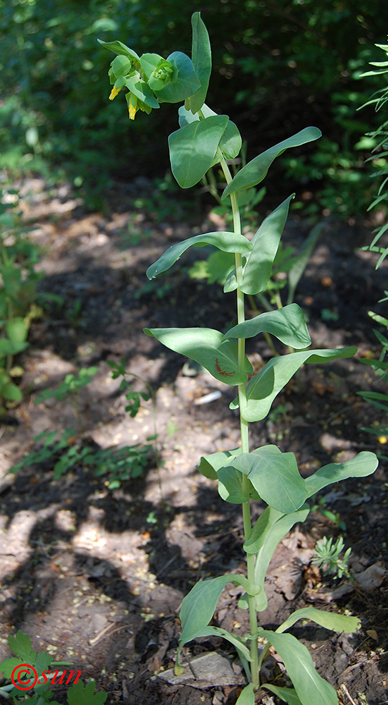 Image of Cerinthe minor specimen.