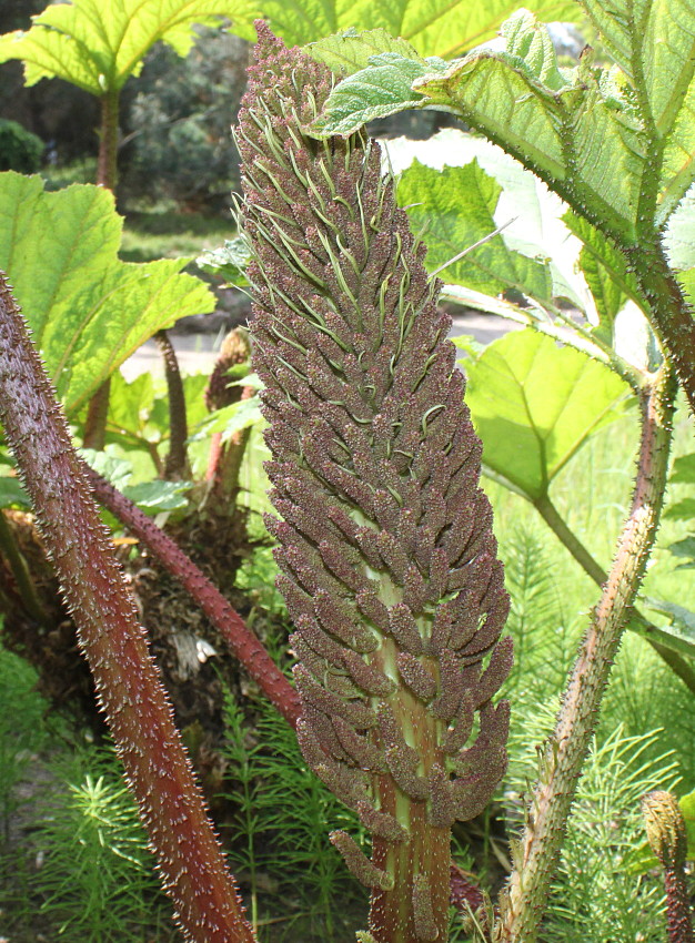 Изображение особи Gunnera tinctoria.