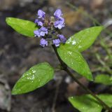 Prunella vulgaris