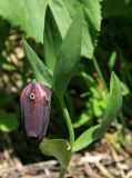 Fritillaria latifolia. Верхушка побега с цветком. Карачаево-Черкесия, Архыз, долина р. Аманауз, субальпика, 2400 м н.у.м. 15.06.2014.