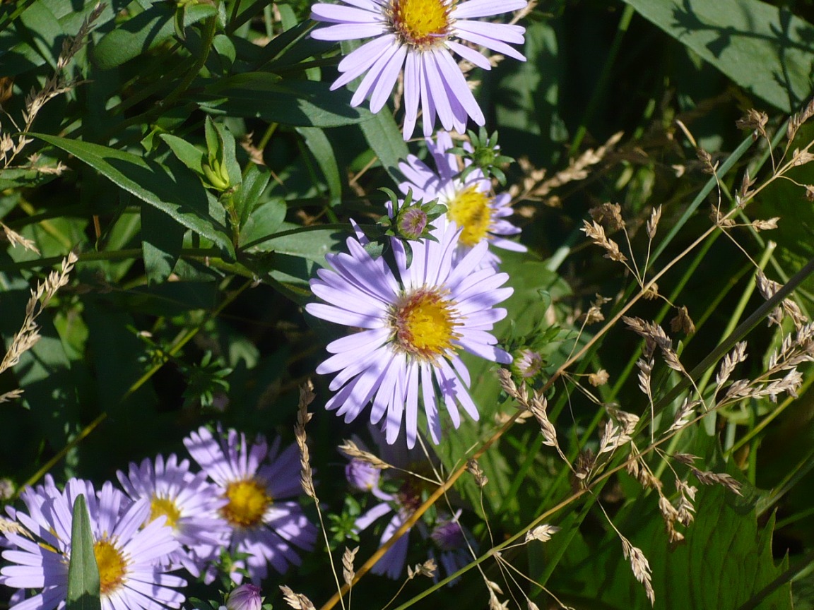 Image of Symphyotrichum novi-belgii specimen.