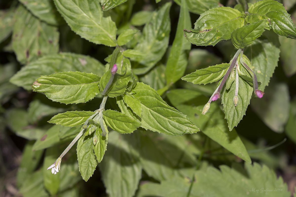 Image of genus Epilobium specimen.