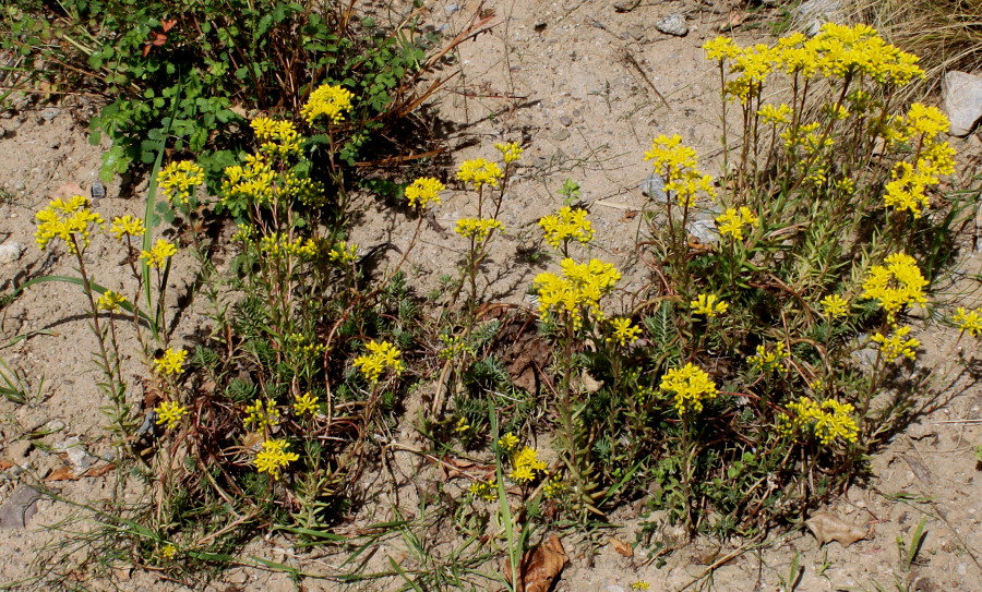 Image of Sedum reflexum specimen.