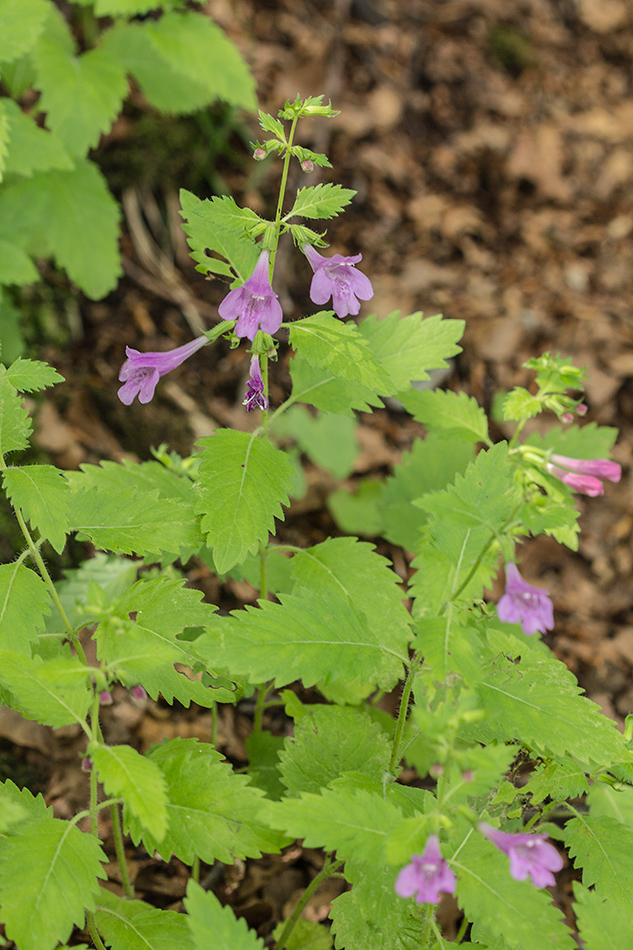 Image of Drymosiphon grandiflorus specimen.