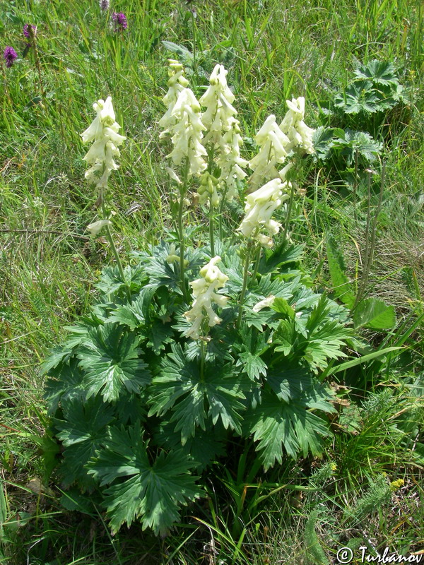 Image of Aconitum lasiostomum specimen.