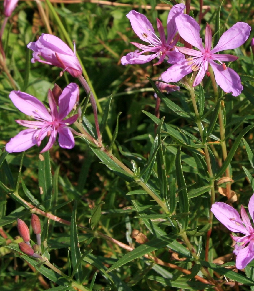 Image of Chamaenerion colchicum specimen.