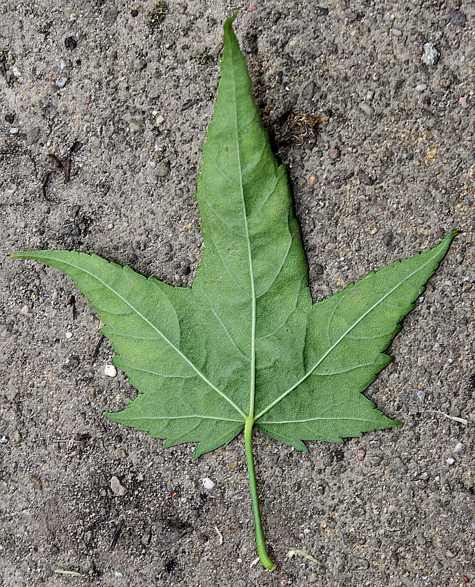 Image of Sida hermaphrodita specimen.