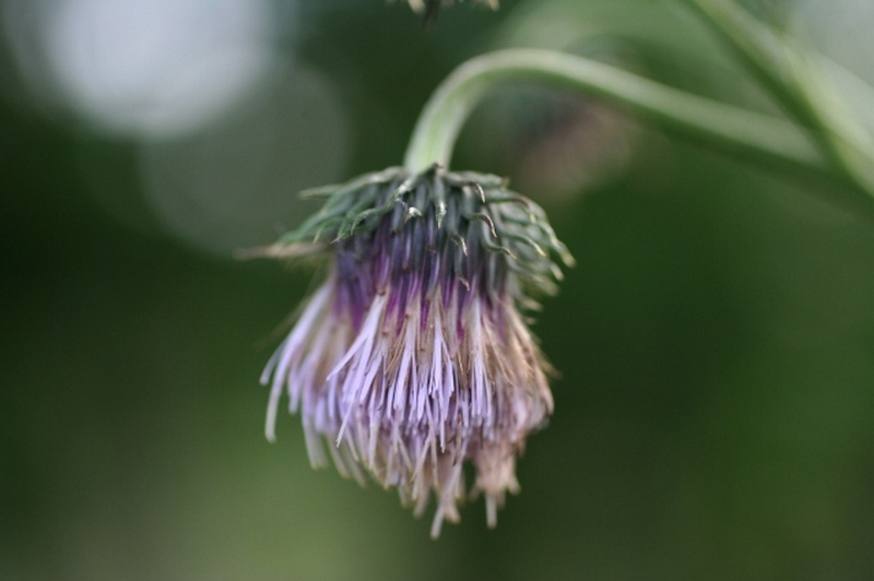 Изображение особи Cirsium kamtschaticum.