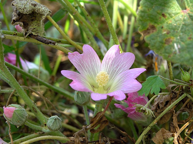 Изображение особи Alcea acaulis.