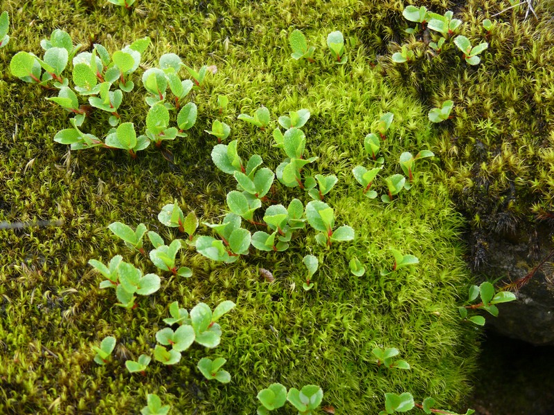 Image of Salix herbacea specimen.