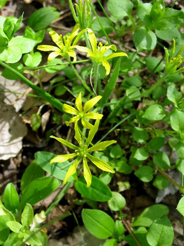 Image of Gagea villosa specimen.