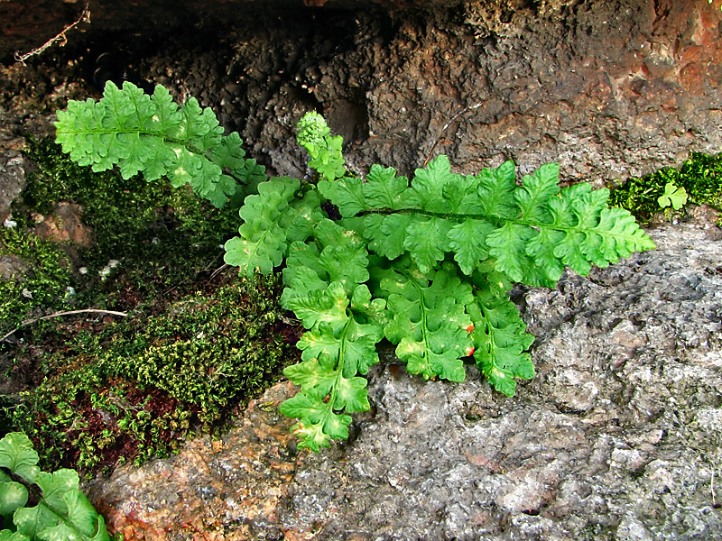 Image of Woodsia alpina specimen.